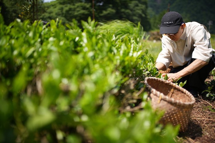 a man picking tea on a farm in Japan